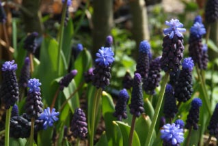 Muscari latifoliumBrede druifhyacint bestellen